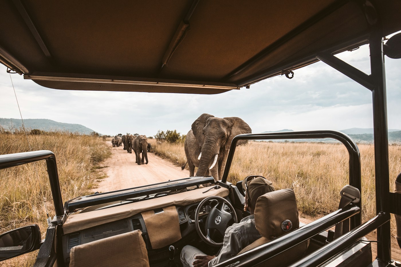 Elephants on an African safari in a natural landscape