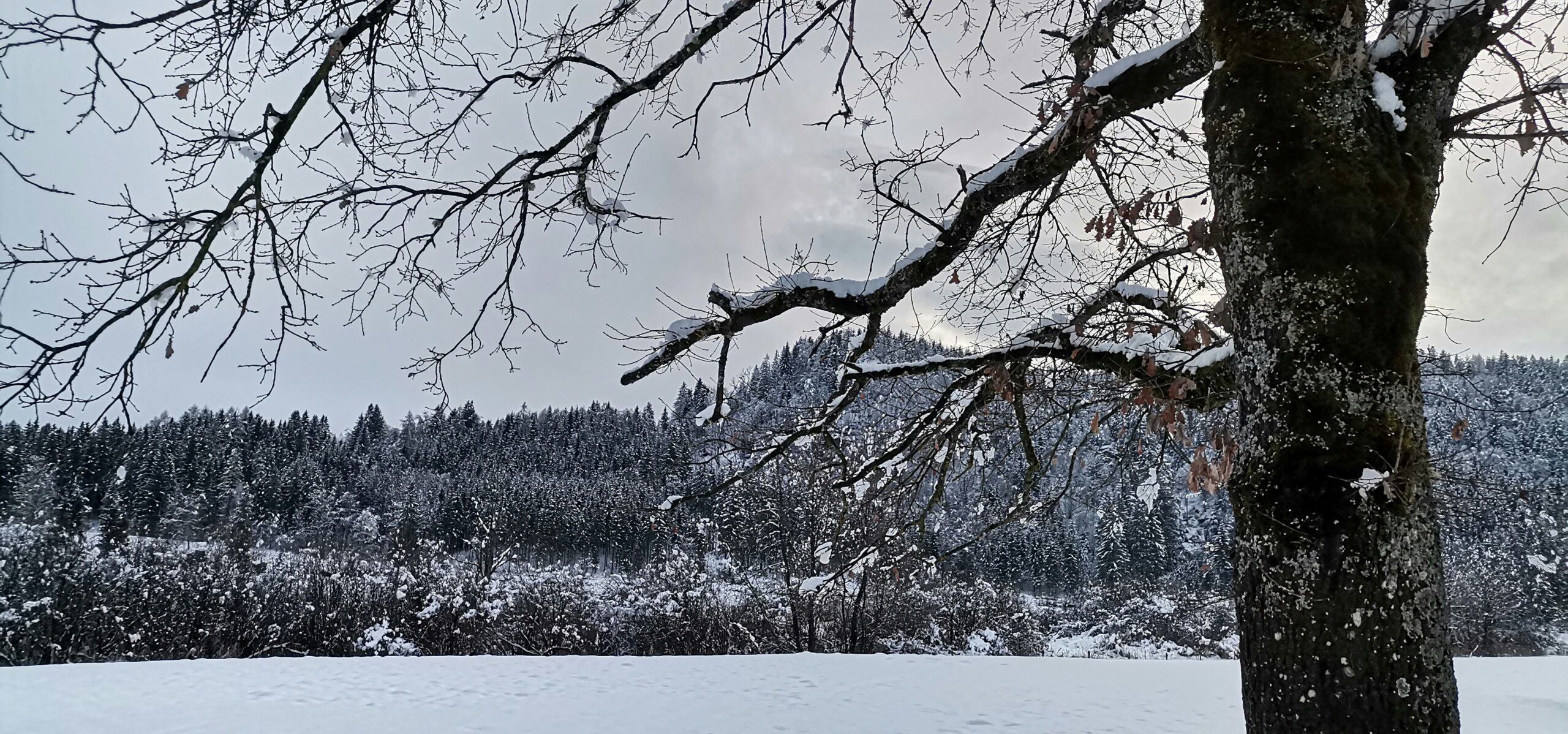 Snow-covered valley and forest in the Julian Alps of Slovenia